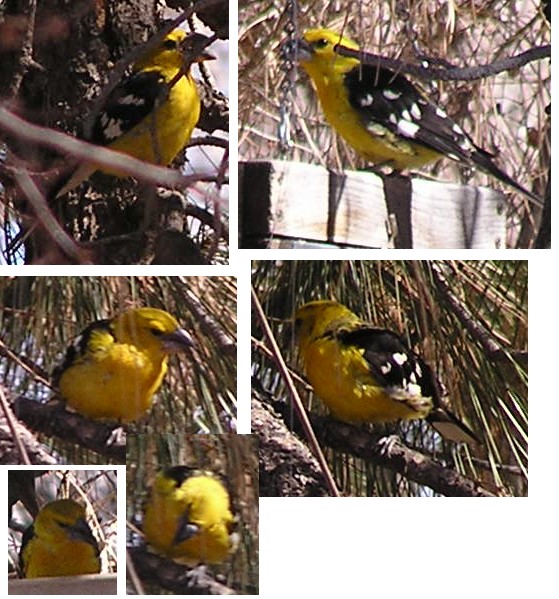 Rare Yellow Grosbeak in Albuquerque, New Mexico, Feb. 22, 2006